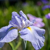 初夏の彩･･花菖蒲
