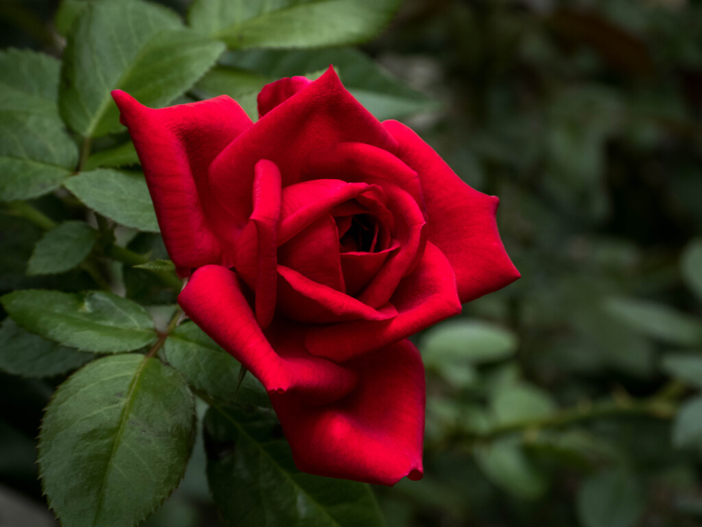 優美に清涼･･早秋の赤い薔薇