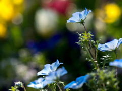 春爛漫・・ネモフィラ