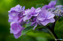 雨上がり・・今日は、しずくが主役です。