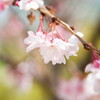 寒い寒いも彼岸まで‥サクラ