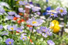 お花が いっぱい‥初夏景色