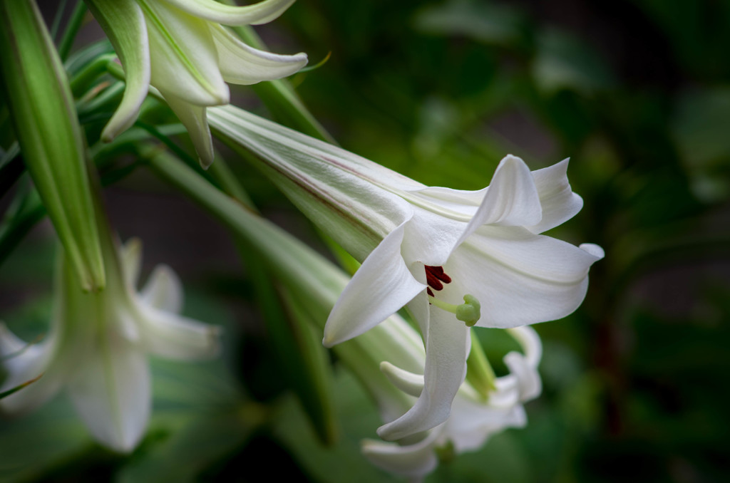 この花は、秋を呼ぶ・・(^^;