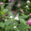 お花大好き‥ヤマトシジミ