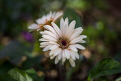 寒中に咲く‥路傍の花