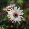 寒中に咲く‥路傍の花
