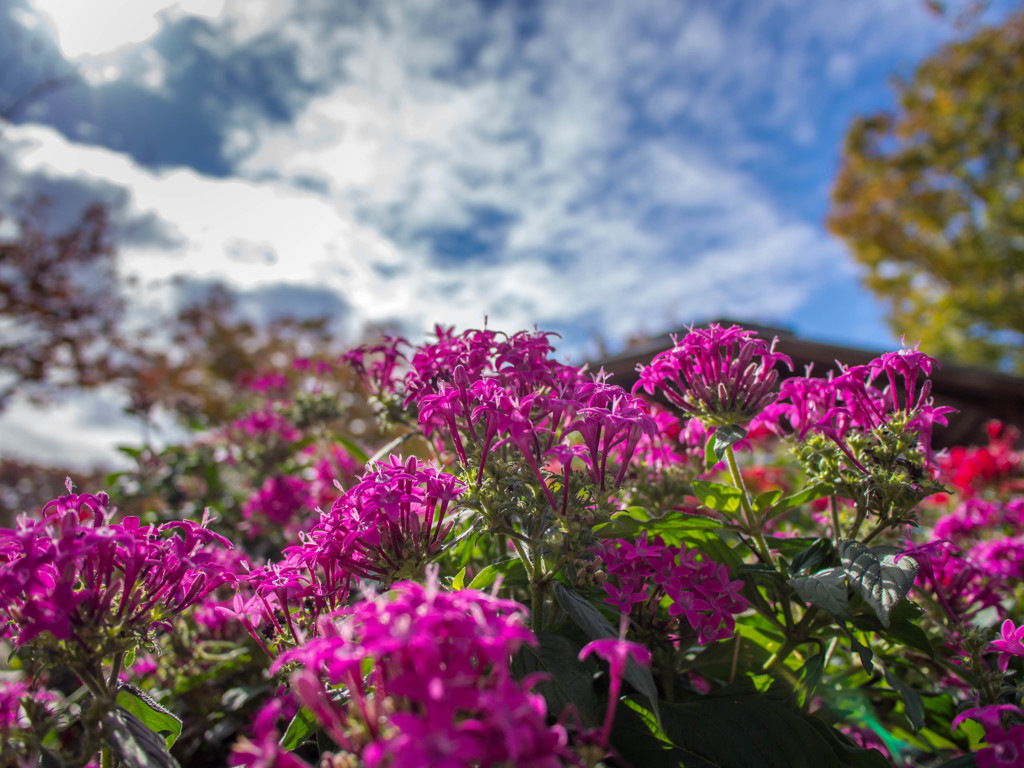 寒空に似合わない色の花(^_^;)