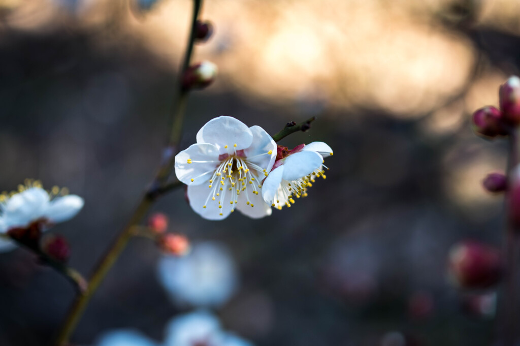 春遠からじ･･白梅