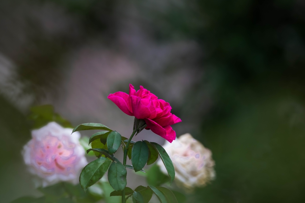 夏の終わりに‥BORGで薔薇
