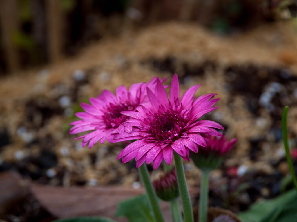 晦日を飾る‥路傍の花