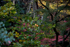 境内は、晩秋カラー