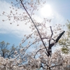 春の陽気に誘われて‥