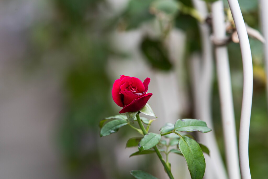 夏の長雨･･やみ間の薔薇