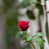 夏の長雨･･やみ間の薔薇