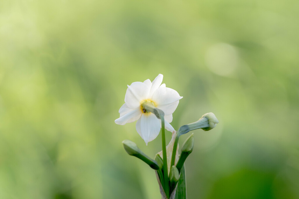 雪中花・・スイセン