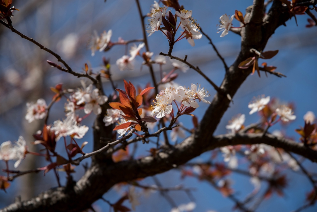 ♬さくら～ぁ、さくら～ぁ･･彼岸桜