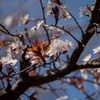♬さくら～ぁ、さくら～ぁ･･彼岸桜