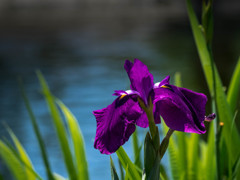 そろそろ名残‥花菖蒲