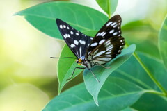 木陰で休憩‥ゴマダラチョウ