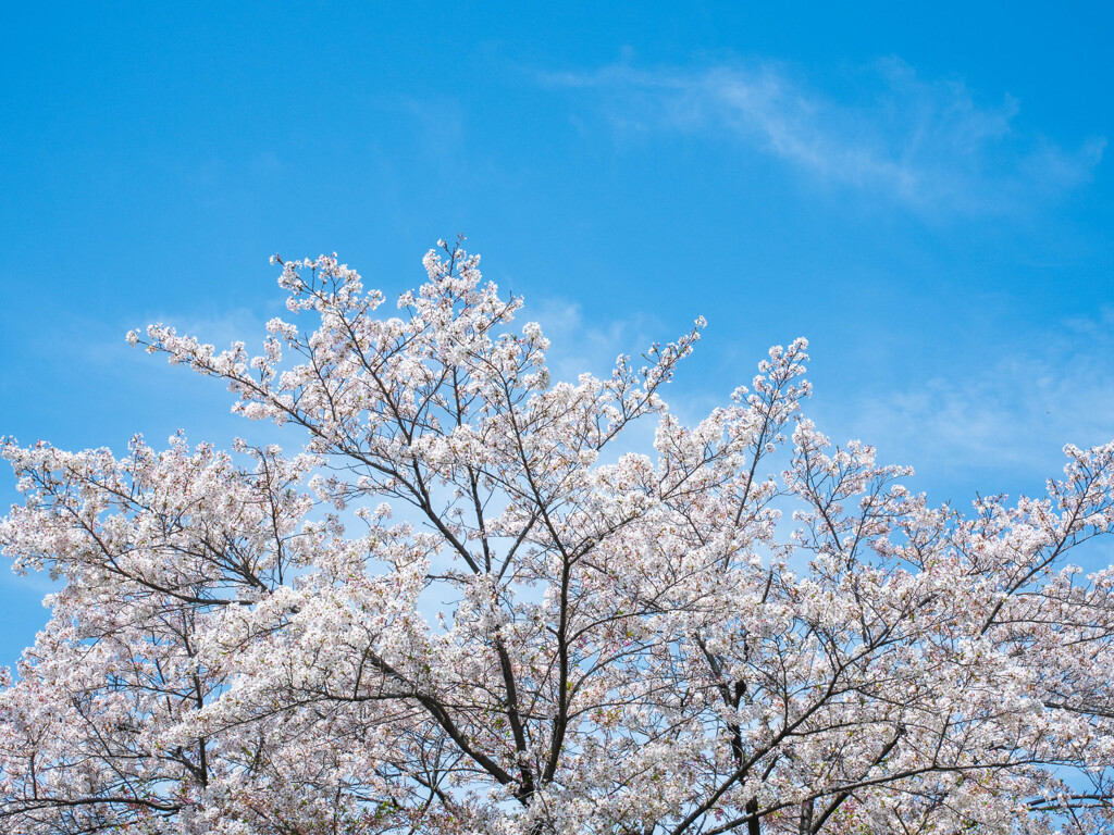 春カラー‥満開桜と春の空