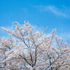 春カラー‥満開桜と春の空