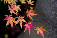 秋の忘れ物‥名残紅葉