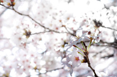 陽射しに光る・・桜花の天井　(-^〇^-)b