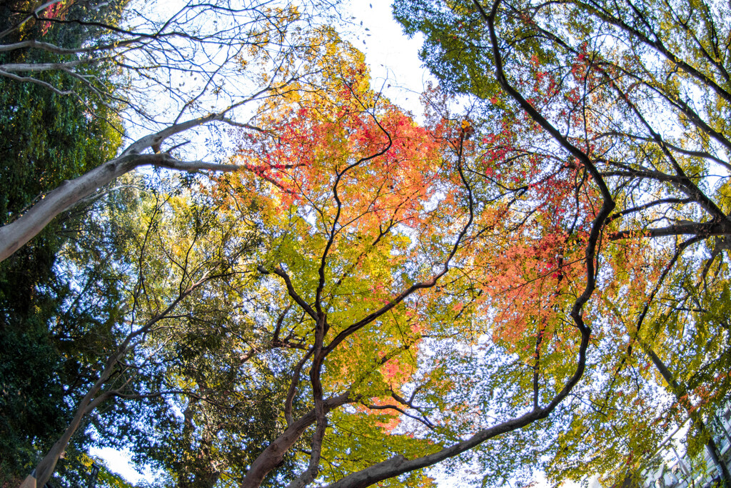 見上げれば・・晩秋