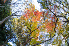 見上げれば・・晩秋