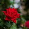 木陰の赤‥夏の薔薇