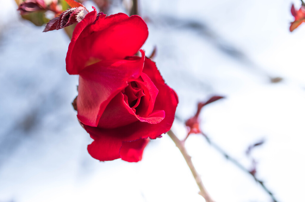 冬の終わりの残り薔薇･･