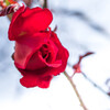 冬の終わりの残り薔薇･･
