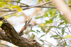 ツグミだって冬鳥だぞっ・・