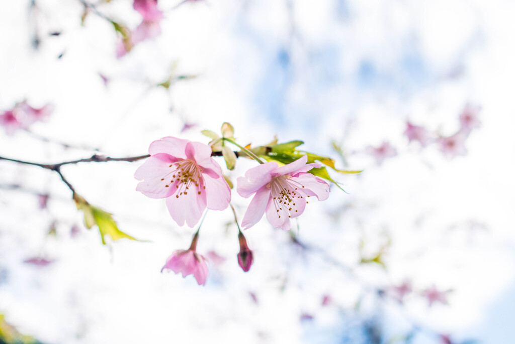 冬空に‥はや、桜