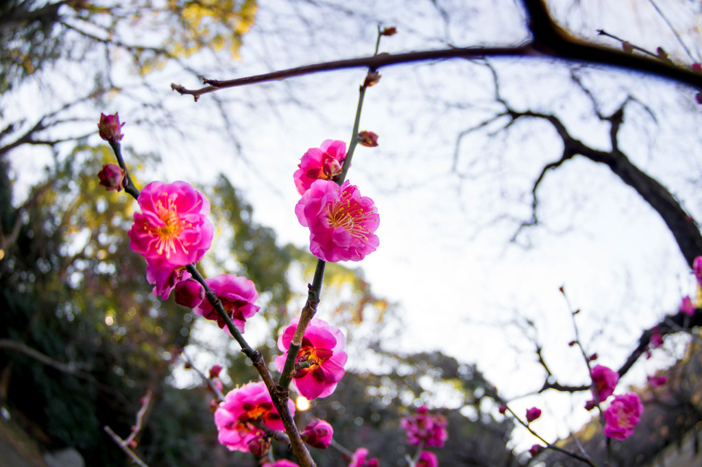 文字通り･･寒紅梅