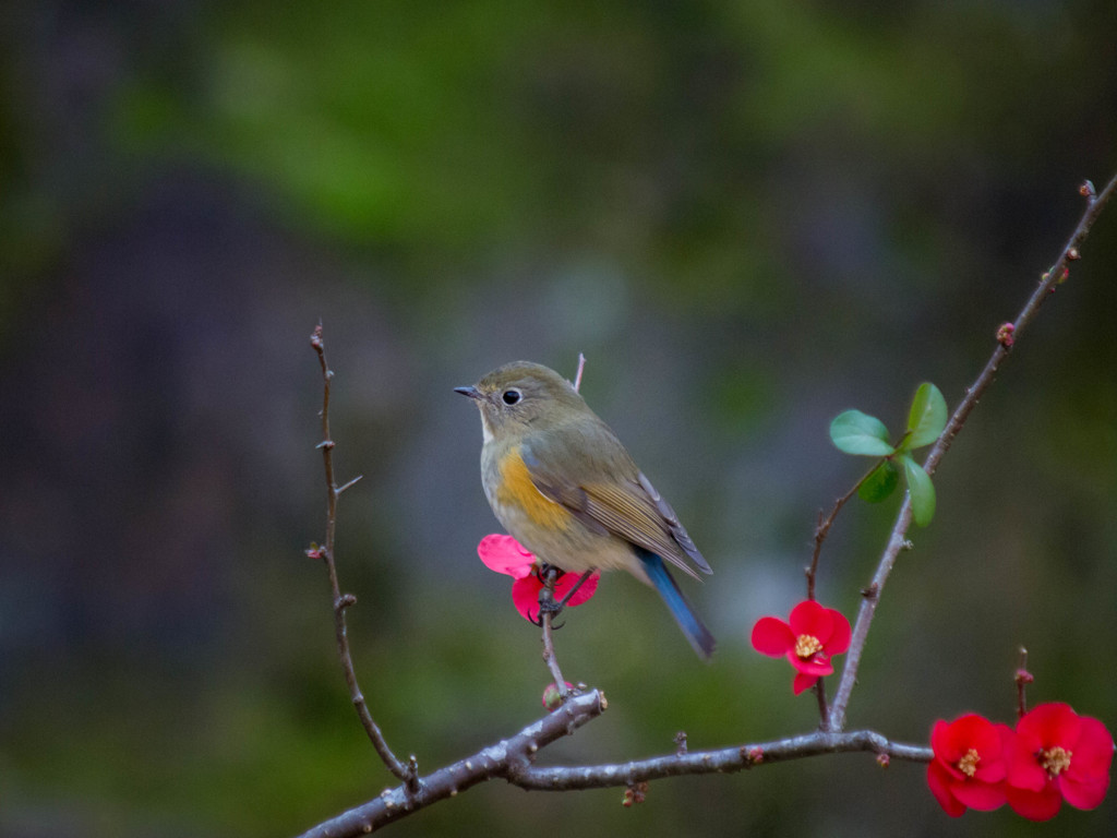 ボケにとまれば、春っぽく・・