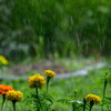 ザァーッ‥夏の にわか雨