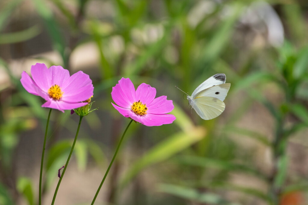 梅雨の前なのに‥秋桜