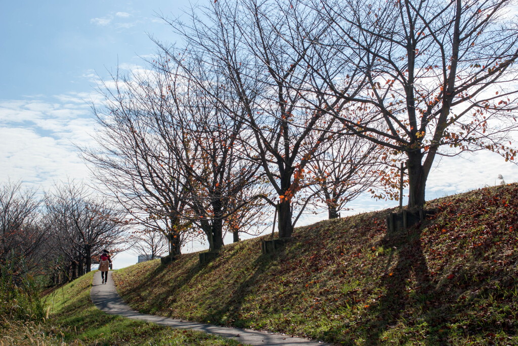 冬ざれて‥堤の桜