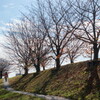 冬ざれて‥堤の桜
