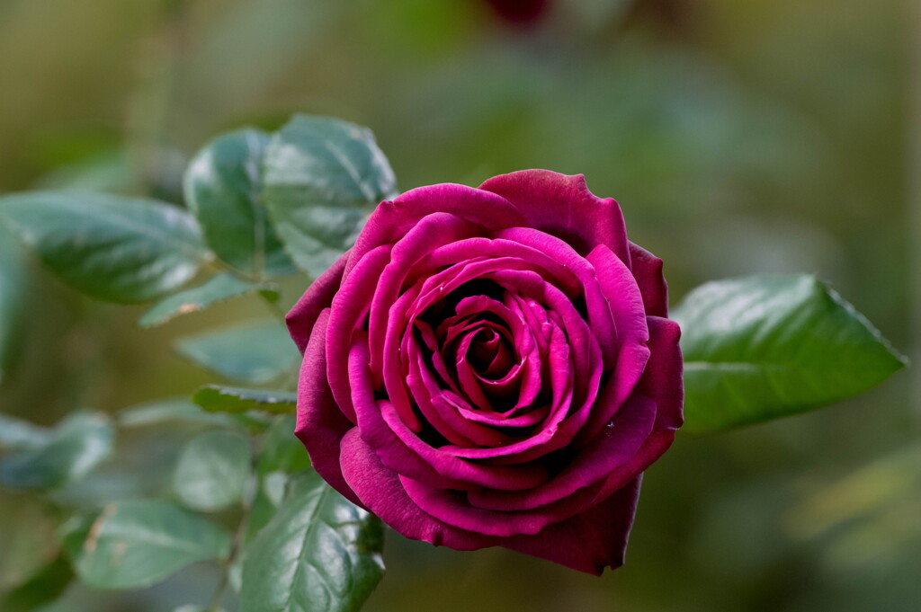 秋深まって、紅薔薇