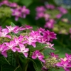 紫陽花が咲いて、梅雨間近‥