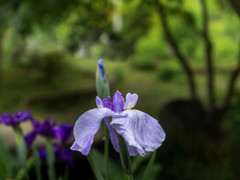 昨日は、花菖蒲で雨でした・・