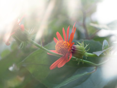 外は寒風・・　この花・・温々(^_^;)