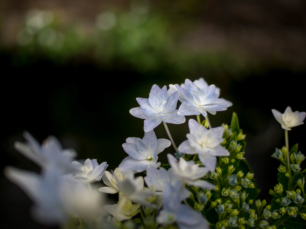 今日は、雨の合間の紫陽花・・