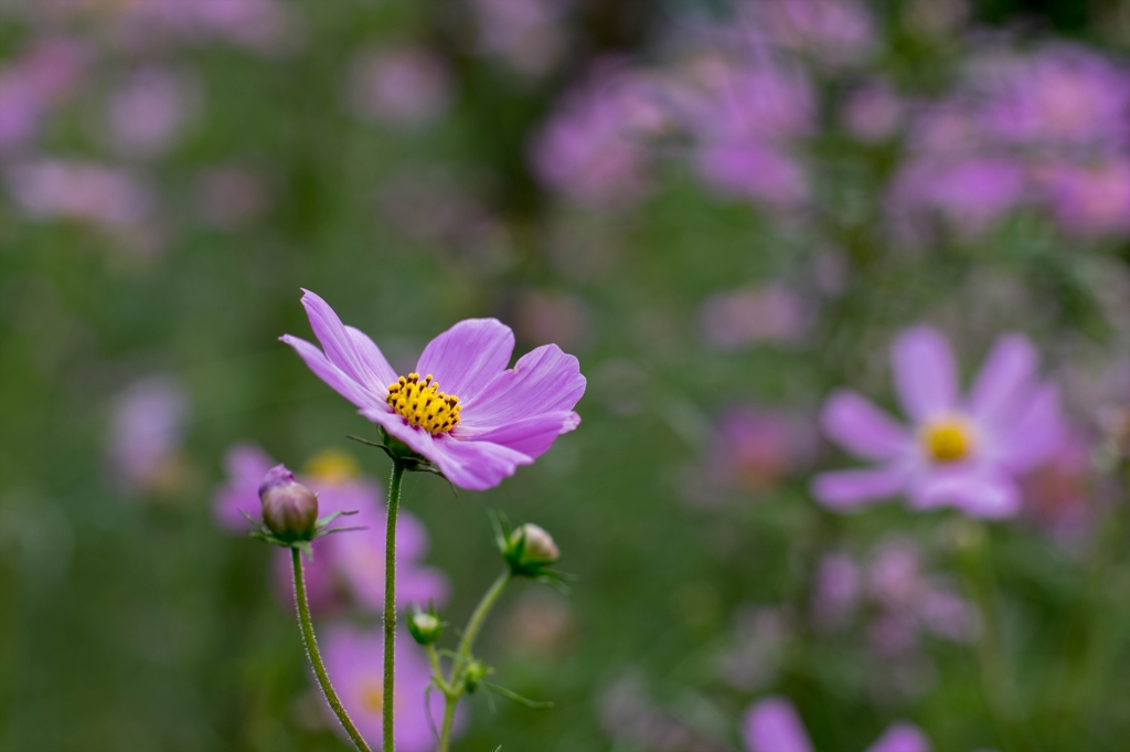 暑くても秋の花‥コスモス