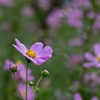 暑くても秋の花‥コスモス