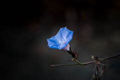 越年花‥アサガオ