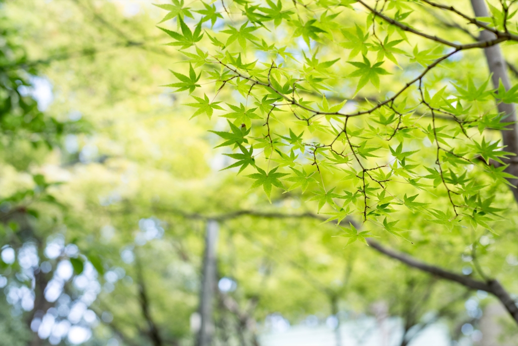 今日は立秋･･まだまだ青もみじ‥