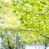 今日は立秋･･まだまだ青もみじ‥
